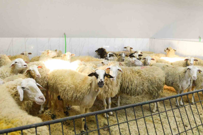 Şişli’de kurban satış ve kesim yerleri denetlendi