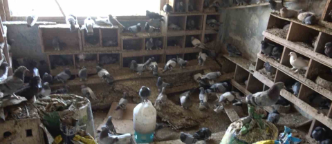 Güvercinleri için alevlerin arasında kaldı