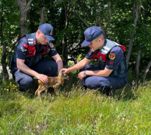 Kırklareli’nde yavru karaca koruma altına alındı