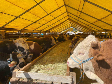 İhlas Vakfı Asya ve Afrika’da 6 ülkede kurban kesimi yapıyor