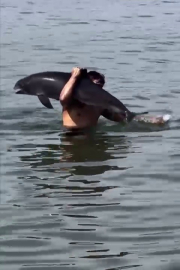 Ölmüş yunus balığını sırtında taşıdı