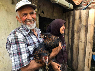 Üreticiye yüzde 50 hibeli yumurta tavuğu desteği