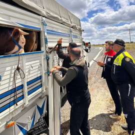 Tekirdağ’da kaçak hayvan sevkiyatına 105 bin TL ceza