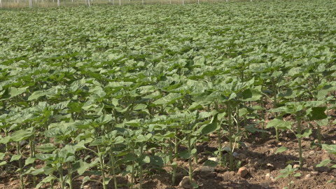 Son yağışlar çiftçinin umudu oldu: Trakya’da ayçiçeğin gelişimi hız kazandı