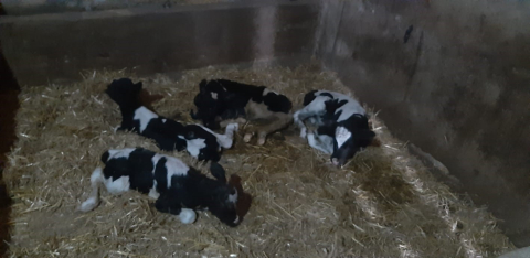 Balıkesir’de nadir görülen olay: İnek 5 buzağı doğurdu