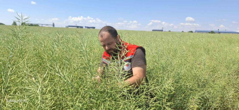 Muratlı’da kanola tarlalarında güve tehlikesi