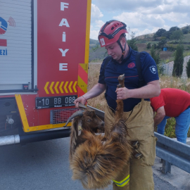 Su kanalına düşen keçi itfaiye ekiplerince kurtarıldı