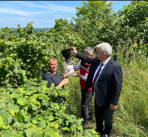 Fındık bahçelerindeki kahverengi kokarca zararlasına karşı savaş açtılar