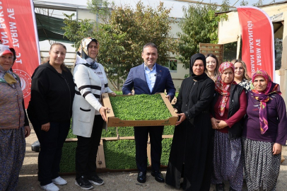 Bilecik’te tarıma can suyu: 926 bin marul fidesi toprakla buluştu