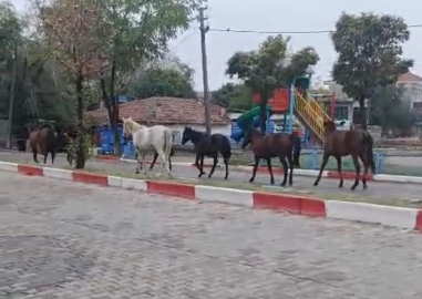 Tekirdağ’da başıboş atlar trafiği tehlikeye soktu