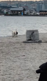 Büyükçekmece’de kapkaççı köpek kameraya yansıdı