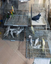 Çorlu’da Egzotik Kuş Operasyonu: Ceza yağdı