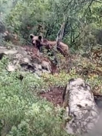 Bursa’da kaymakamlık uyardı: Dikkat ayı çıkabilir