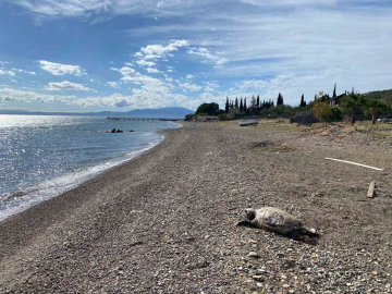 Çanakkale’de sahile ölü caretta carettalar vurdu