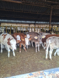 Buzağılara brusella aşısı uygulandı