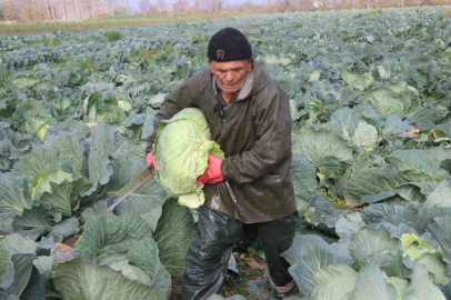Turşuların başrol oyuncusu lahananın hasadına devam ediliyor
