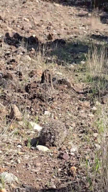 Çanakkale’de tedavisi tamamlanan kirpi doğaya salındı