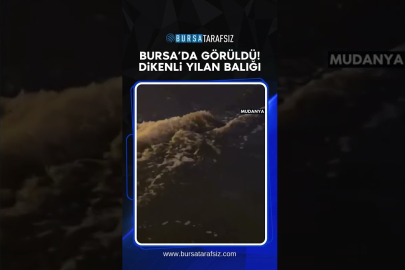 Bursa’da Atlantik Okyanusu’na ait Dikenli Yılan Balığı Görüldü