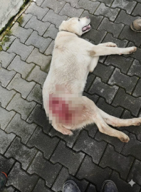 Tavuk kovaladı diye tüfekle vurulan köpek öldü