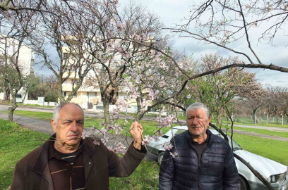 Balıkesir’de bademler çiçek açtı