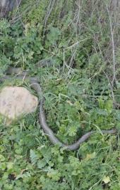 Çan’da 2 metrelik yılan kamerada