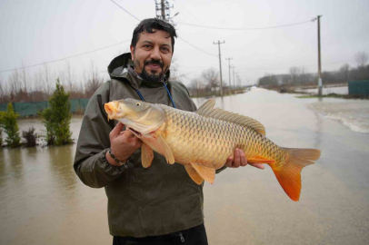 Meriç Nehri’nin taşmasıyla bazı vatandaşlar tarlasında canlı sazan balığı yakaladı