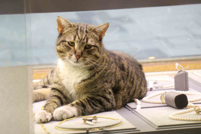 Bu kedi altınların arasında uyuyor