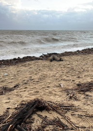 Sarımsaklı sahiline kadın cesedi vurdu