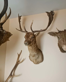 Tekirdağ’da yaban hayvanlarına ait 40 adet tahnit ve trofe ele geçirildi