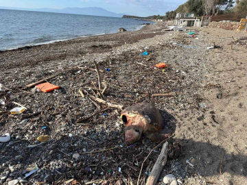 Ayvacık’ta ölü caretta caretta sahile vurdu