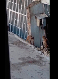 Fikirtepe’de bulundurulması yasaklı maymun türü yakalandı