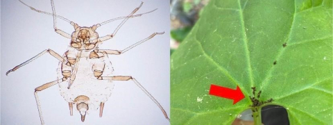 Kaz Dağları’nda yeni bir böcek türü keşfedildi