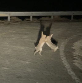 Anlaşamayan tavşanlar birbirine girdi