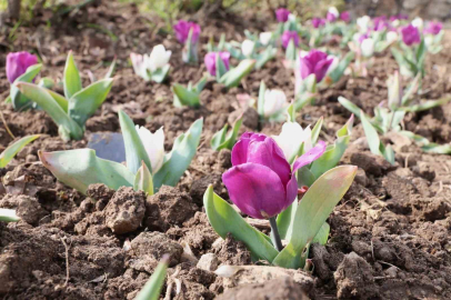 Osmangazi’nin her bir noktası çiçek açtı
