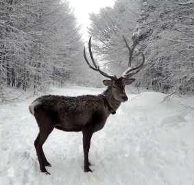 Kuzuyayla’da tatilcilere kar ve kızıl geyik sürprizi