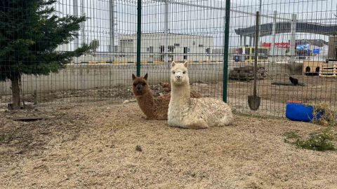 İpsala Sınır Kapısı’nda minibüste cins hayvanlar ele geçirildi