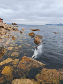 Kınalıada Sahili’nde üzücü görüntü: Ölü yunus kıyıya vurdu