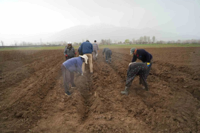 Erzincan bölgenin fidan ihtiyacını karşılıyor
