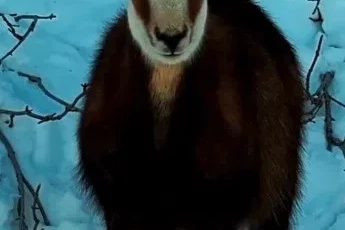 Tunceli’de şamua sürüsü görüntülendi
