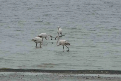 Allı turnalar bu yıl Van’a erken geldi
