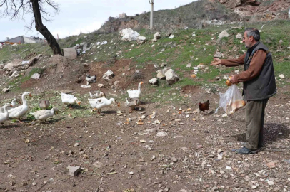 Şehirde renkli görüntüler oluşturan firari kazlar, yuvalarında görüntülendi
