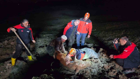 Yalova’da bataklıkta mahsur kalan vatandaş ve büyükbaş hayvanı kurtarıldı