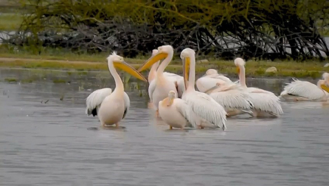 Göç eden pelikanlar Bursa’da mola verdi