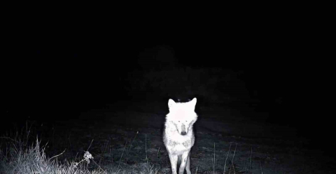 Kurt, çakal, karaca ne ararsan var, yaban kedisi bile var