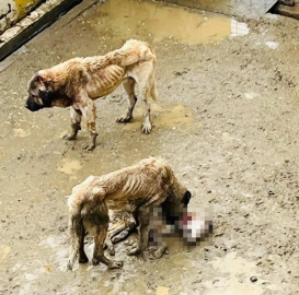 Bozüyük Belediyesi’ne ait barınakta aç kalan köpekler birbirini yedi