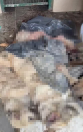 Bozüyük’teki barınak skandalına bir yenisi daha eklendi