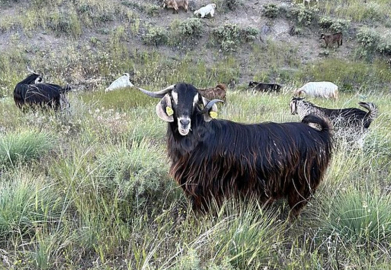 Edirne’de brusella alarmı: Keçiler karantinaya alındı
