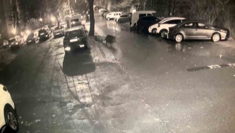 Sarıyer’de aç kalan domuzlar hastane yakınına kadar geldi