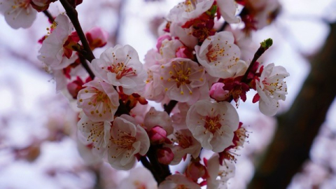 İznik çiçek bahçesine büründü