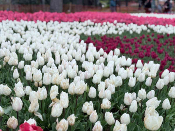 Emirgan Korusu’nda lale festivali başladı